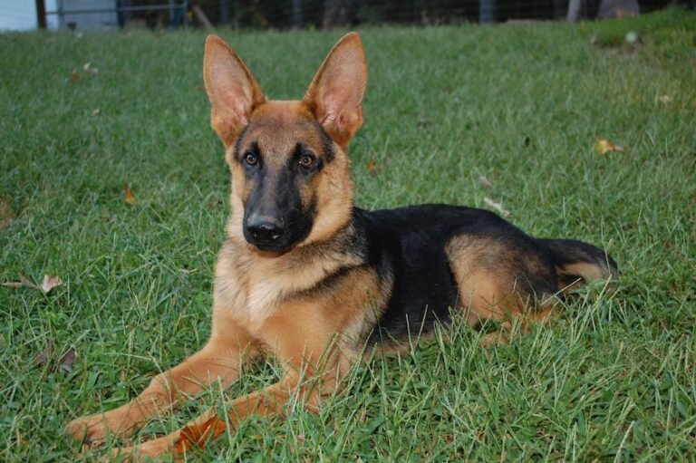 Georgia K9 National Training Center