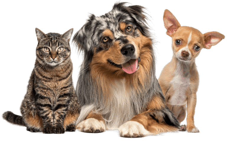 Gracieland Pet Resort