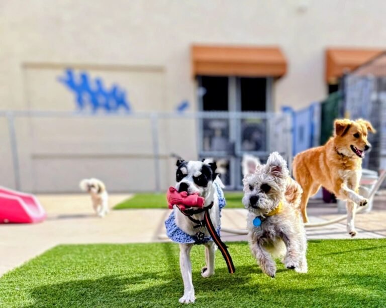 Grand Pet Hotel