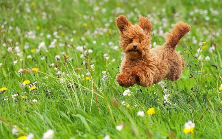 Great Oak Kennels Luxury Dog Boarding