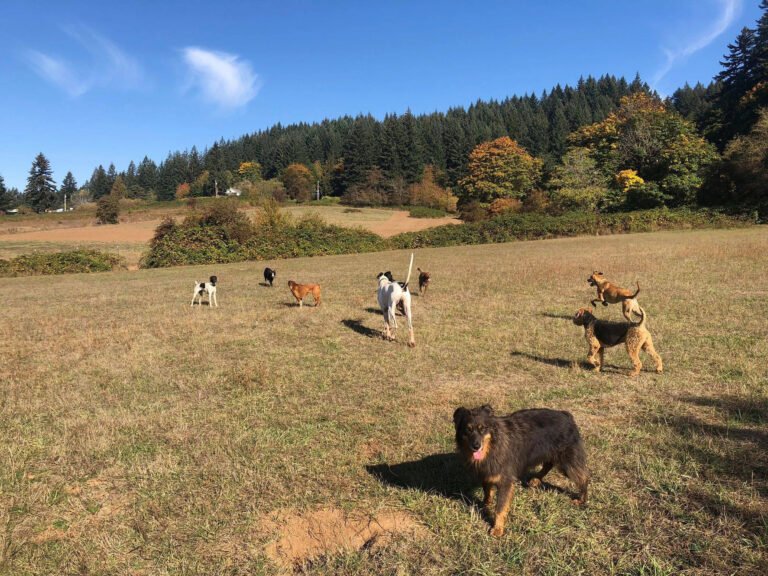 Green Acres K9 Resort