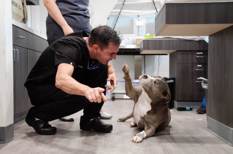 H-Town Veterinary Specialists (Stafford)