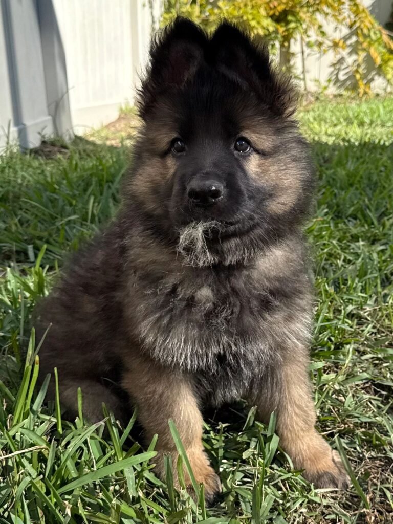 Happy 4 Paws, LLC