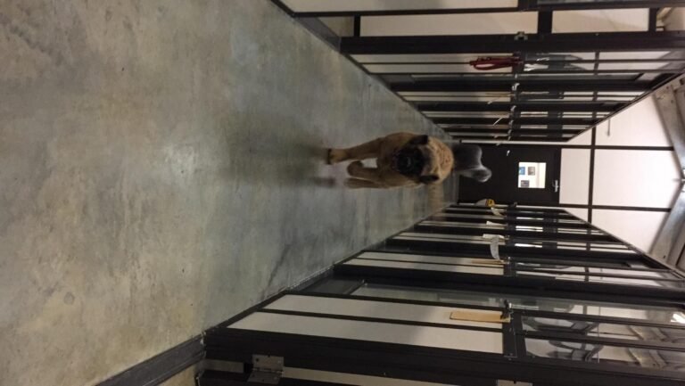 Happy Days Kennel Inc