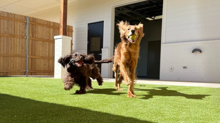 Happy Hounds Dog Daycare & Boarding