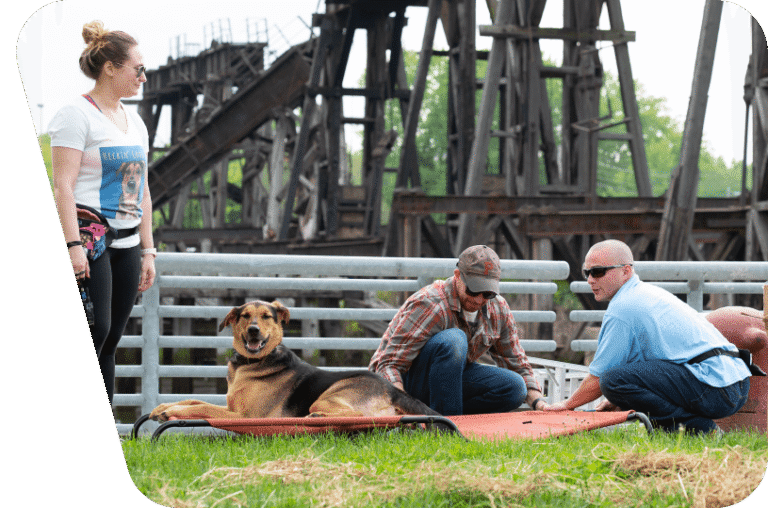 HD Dog Training Llc