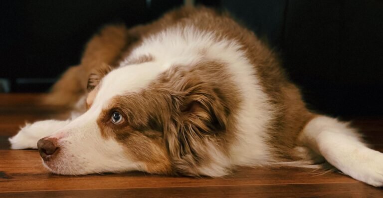 Healing Hands Veterinary Care