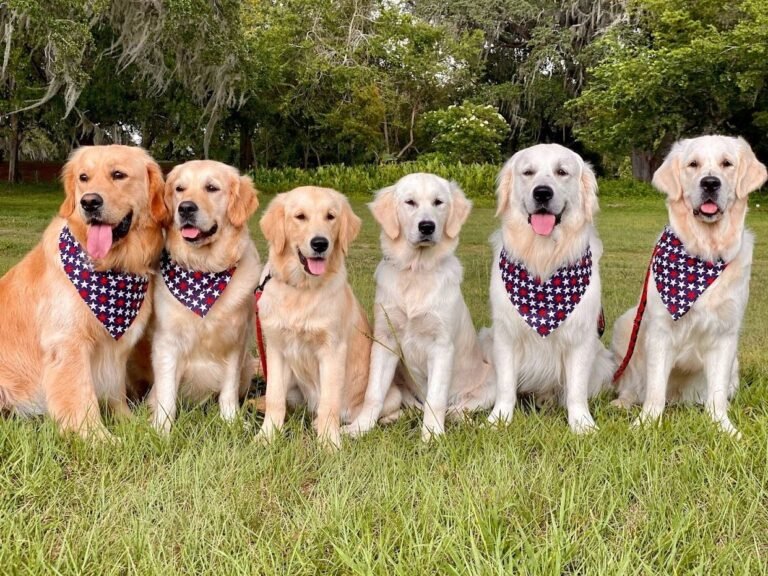 Heart and Soul Dog Breeding