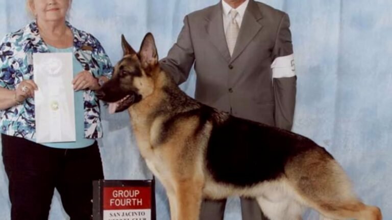 Heidelberg German Shepherd Kennel