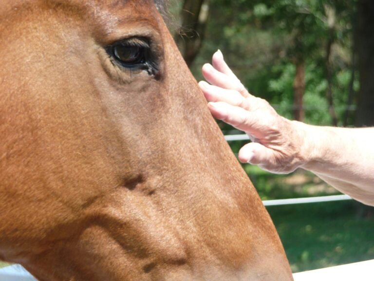 Help Me Horses