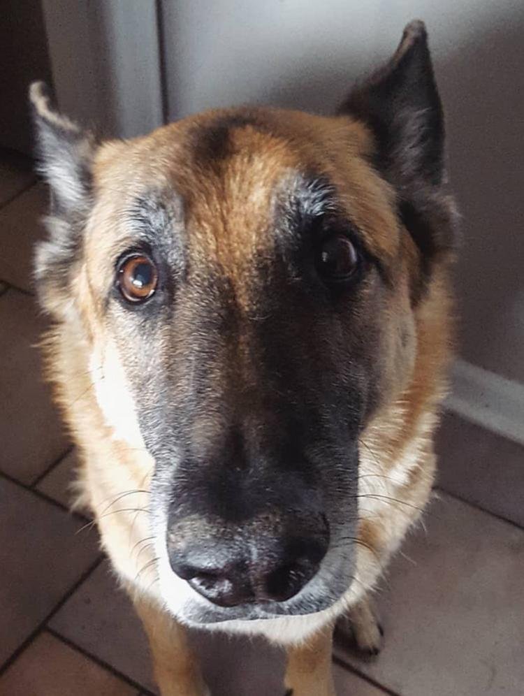Home Veterinary Care