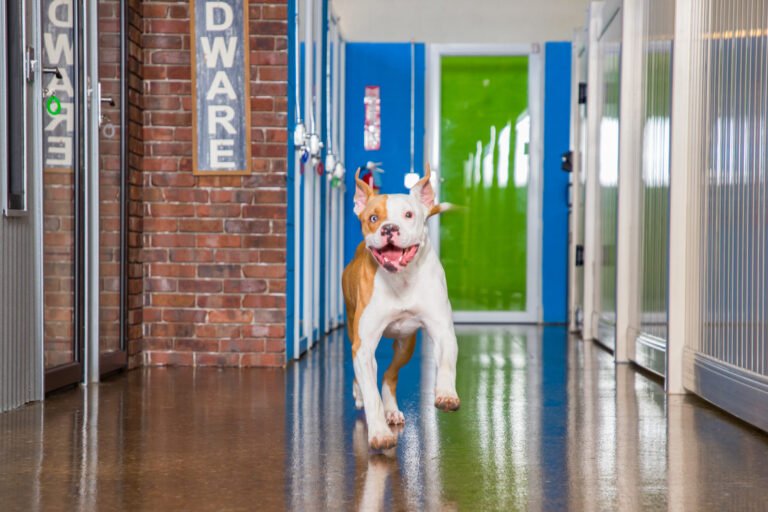 Hounds Town – Hartford