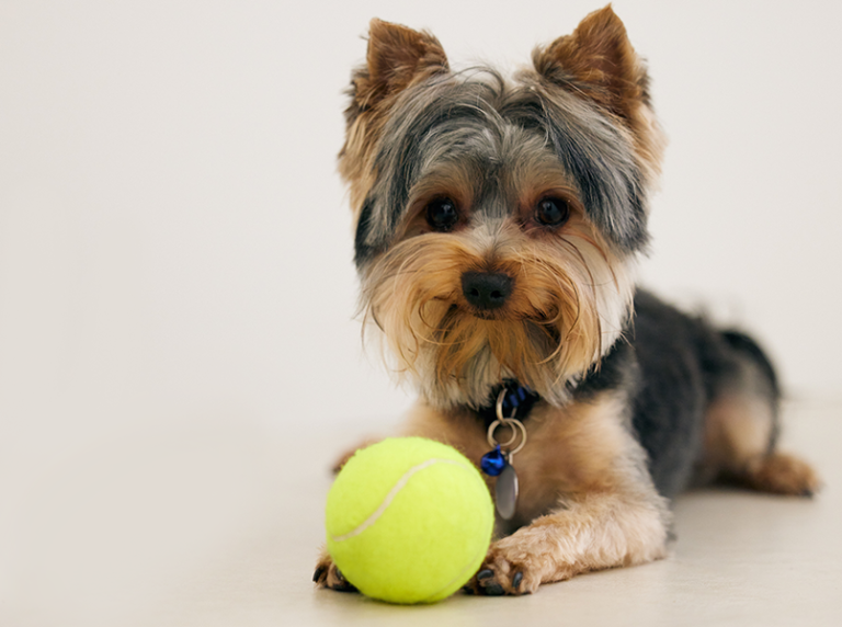 Huntsville Pet Resort
