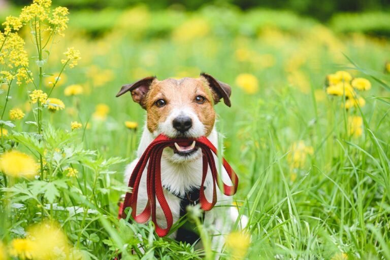Interlude Pet Resort & Spa