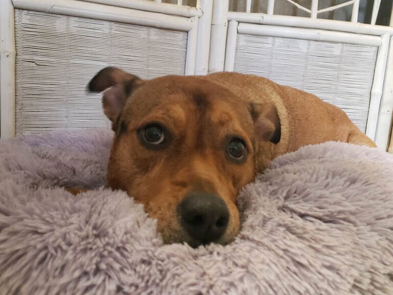Kanines Pet Resort and Spa