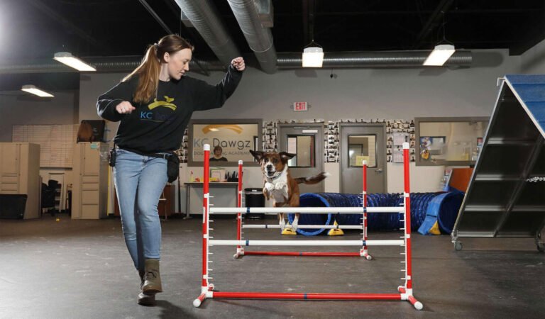 KC Dawgz Dog Training Academy