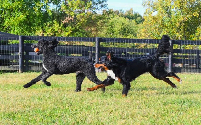 Kennel Des Les Anges