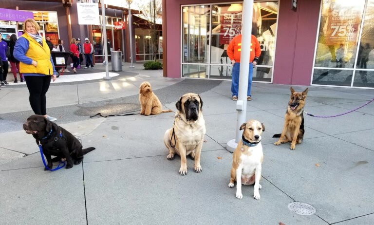 Lake Stevens K9 Academy