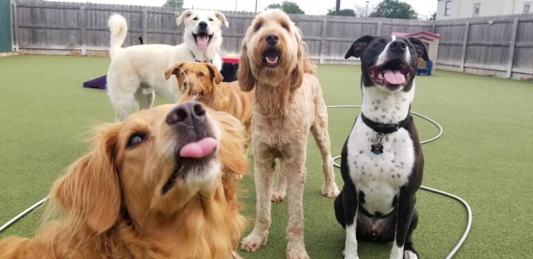 Lap of Luxury Pet Resort