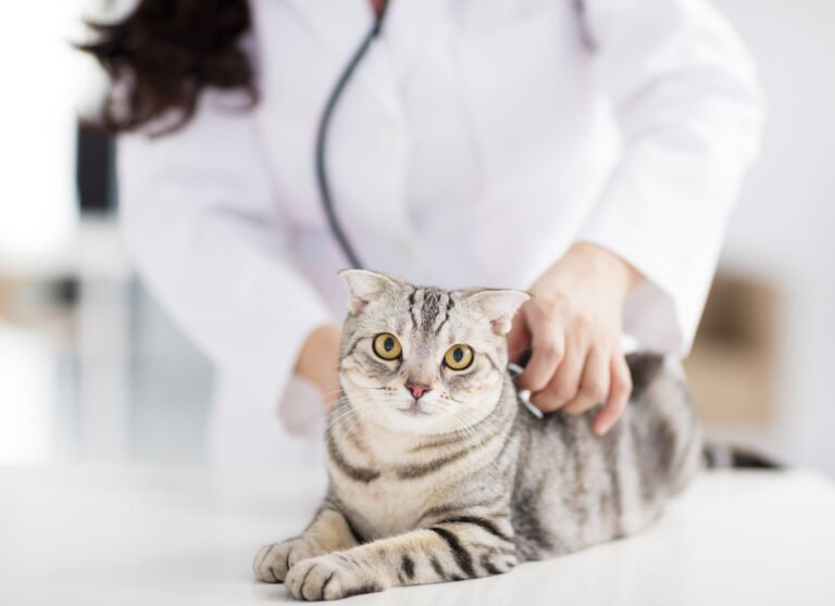Legacy Veterinary Group of the Carolinas