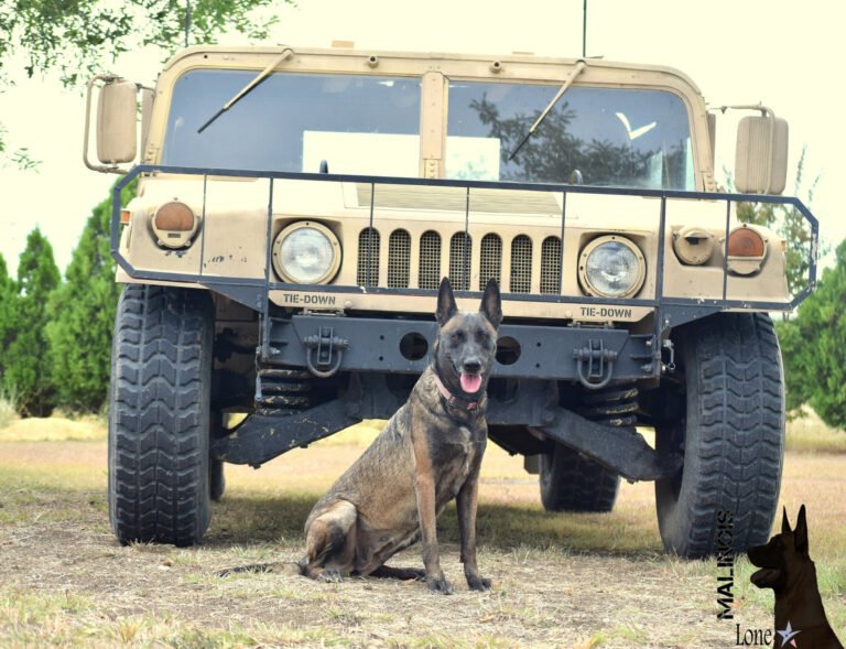 LoneStar Malinois Dog Boarding & Training