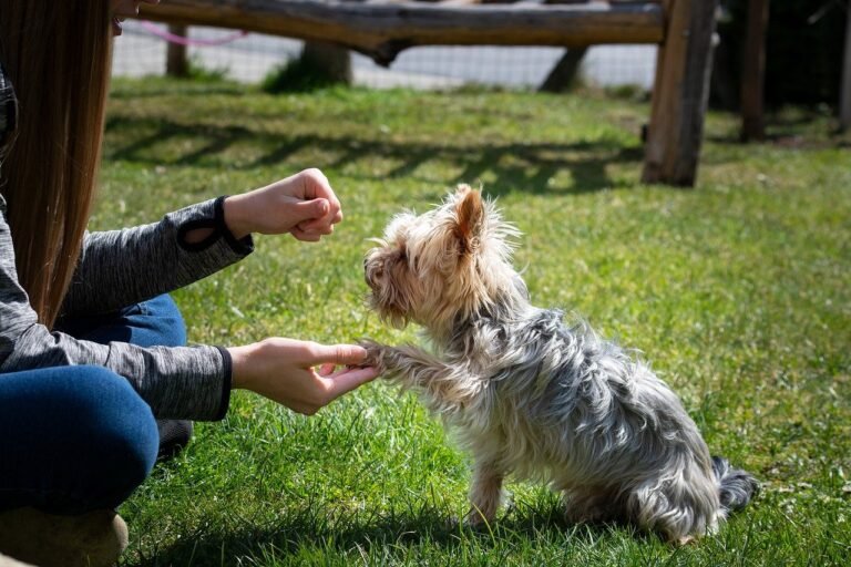 Long Dog Training