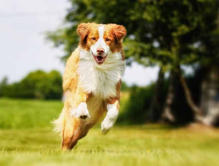 Make Your Dog Epic
