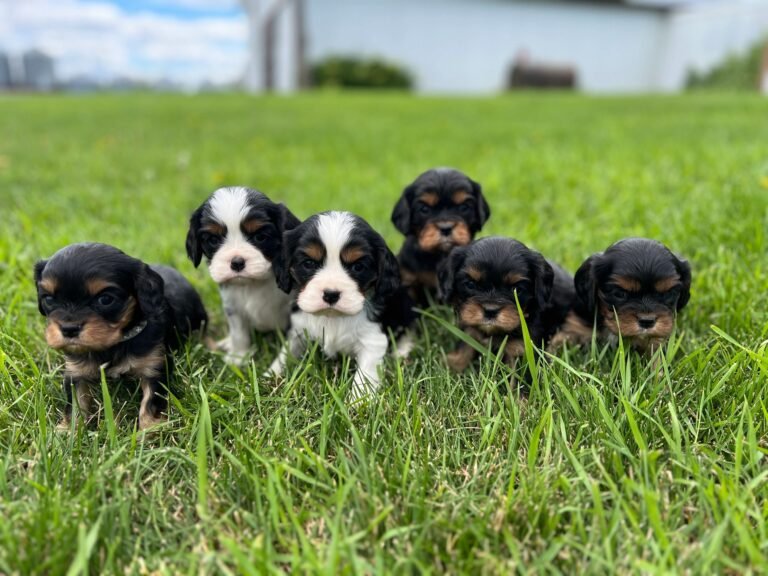 Maple Valley Kennels Breeding Program