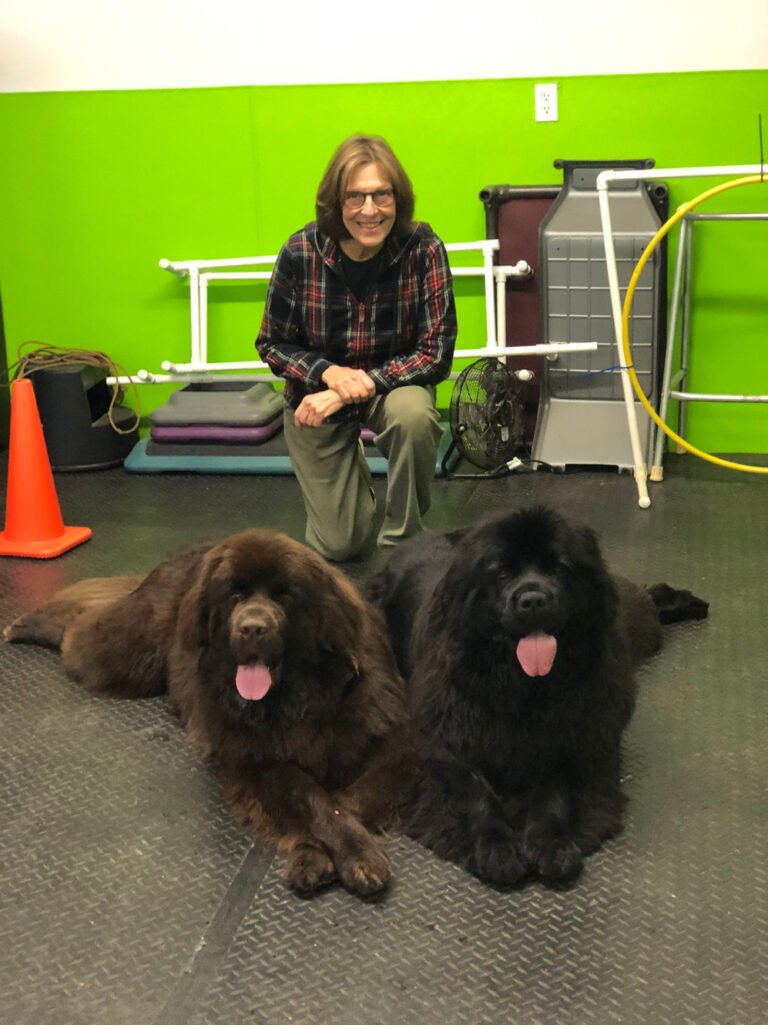 MeritDog Training & Services
