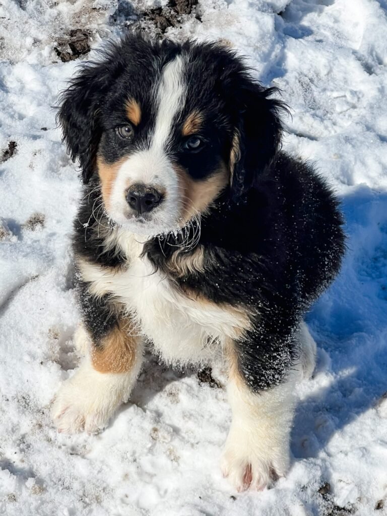 Montana Berners
