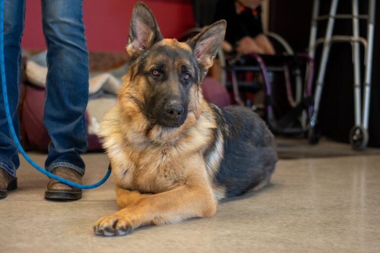 Montana Murray Kennels