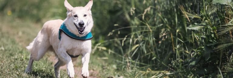 Morlen Kennels