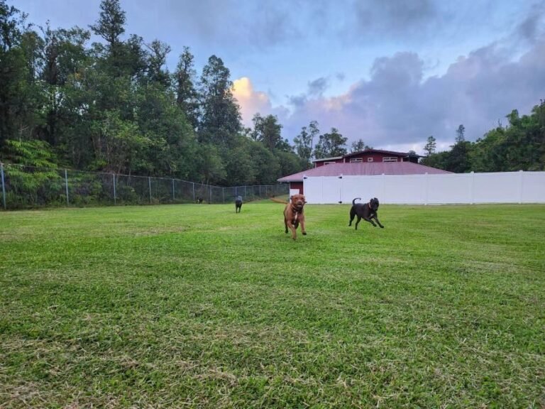 Mountain View Boarding Kennel