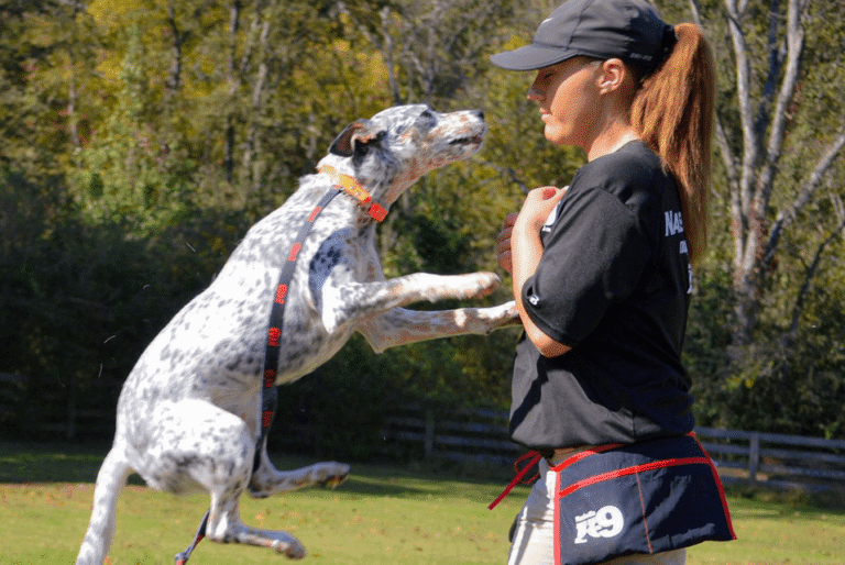 Nashville K-9