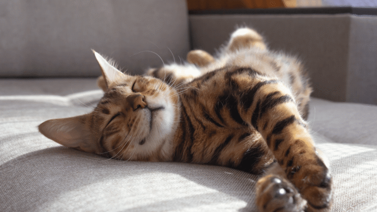 Nob Hill Cat Clinic