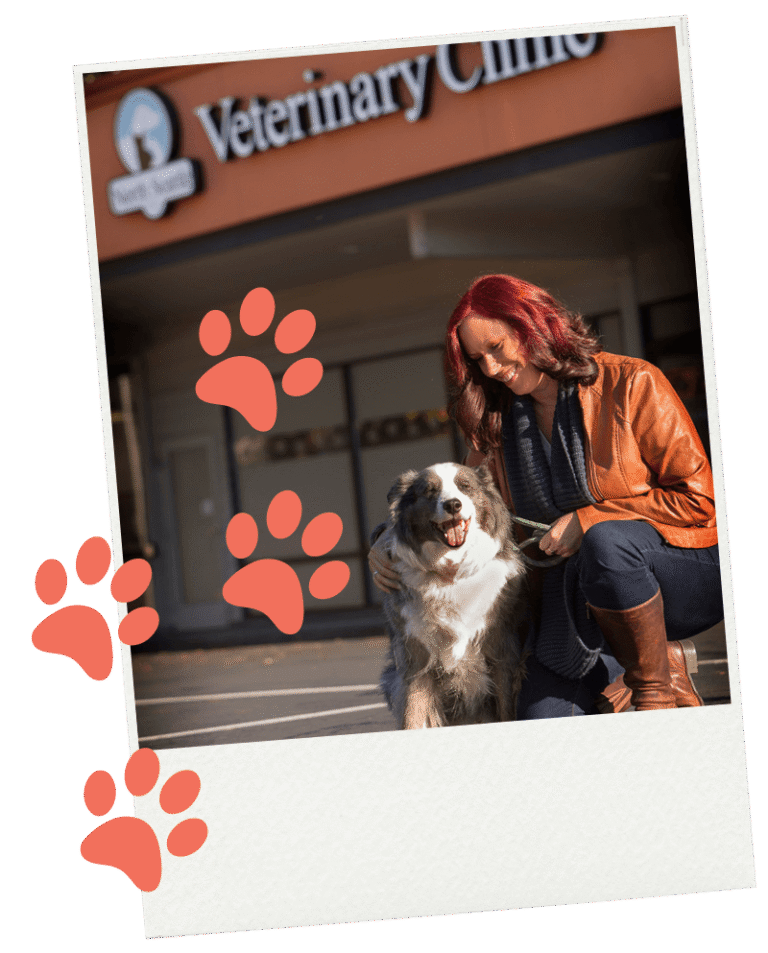 North Seattle Veterinary Clinic