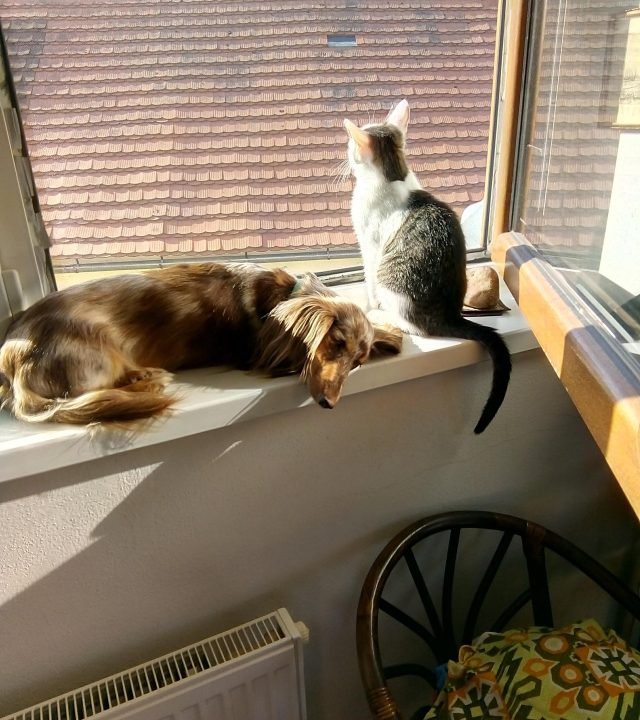 Nutmeg Spay/Neuter Clinic