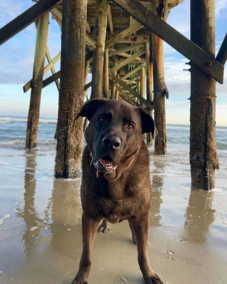 Oakley Veterinary Services
