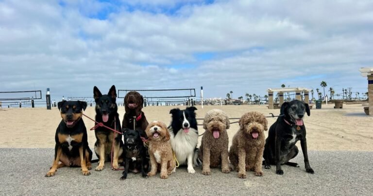OC Pup Scouts