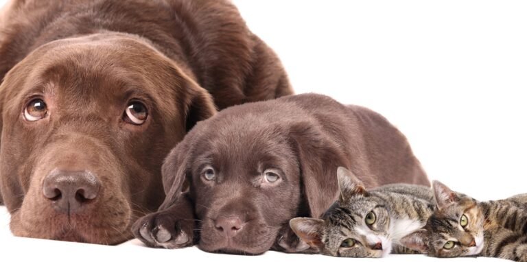 Oklahoma Veterinary Diagnostic Imaging (OVDI), PLLC