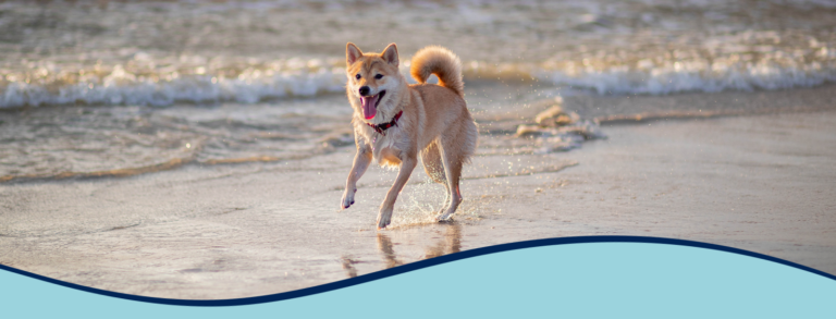 Pacific CARE Pet Emergency & Specialty