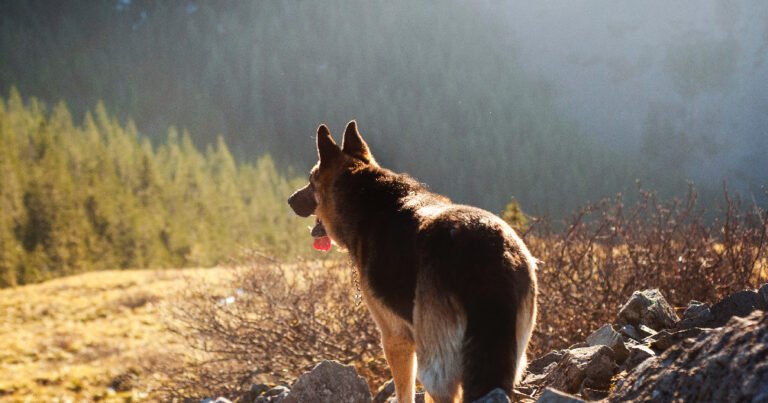 Pacific Northwest Pet ER & Specialty Center