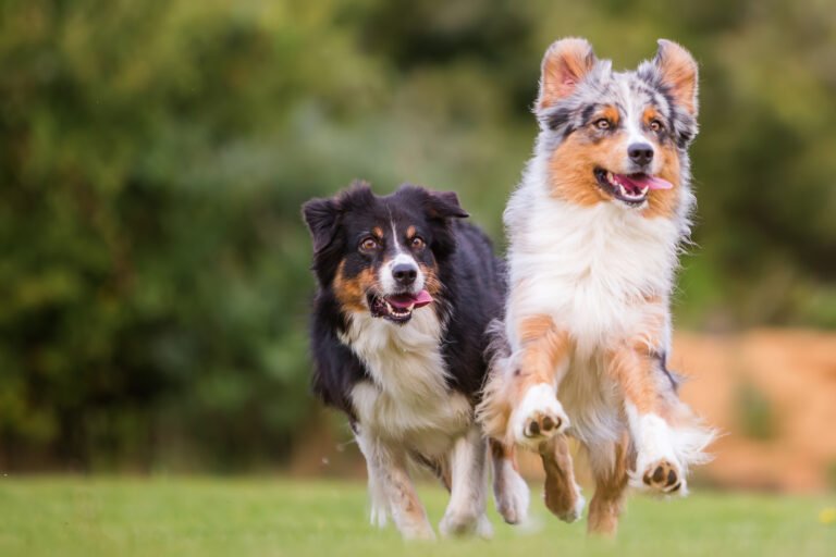 Paradise Pet Resorts