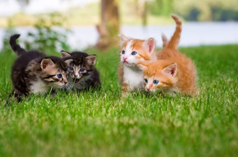 Park La Brea Veterinary Care