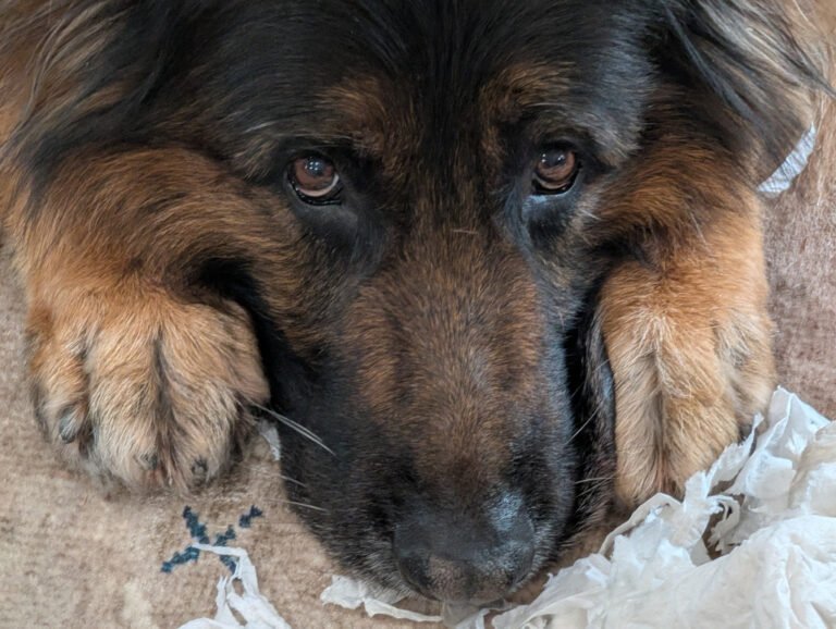 Pavlov Dog Training – Denver