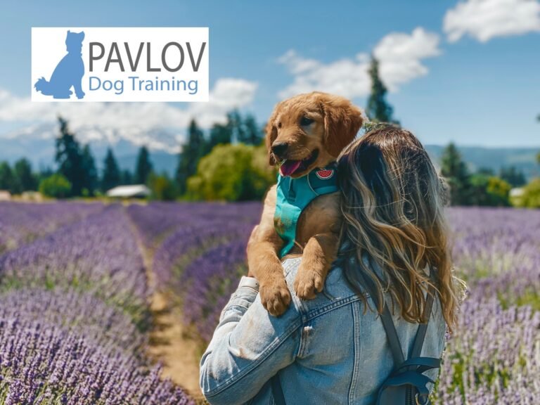 Pavlov Dog Training – Portland