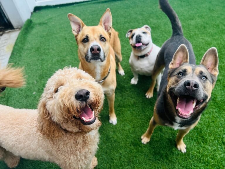 Paw Sweet Paw | Pet Resorts