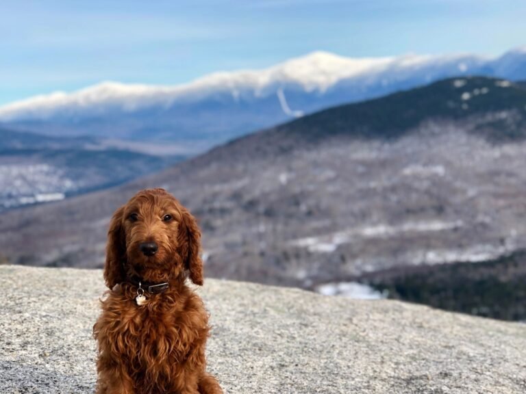 Paws-a-tive Training