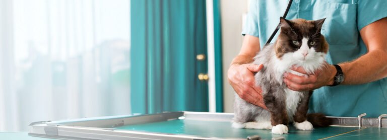 Pawsitive Strides Veterinary Rehabilitation & Therapy