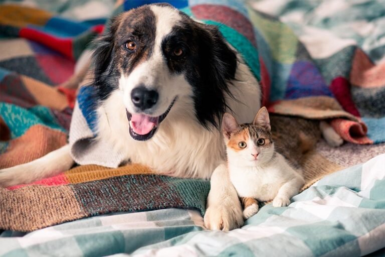Pea Ridge Veterinary Clinic